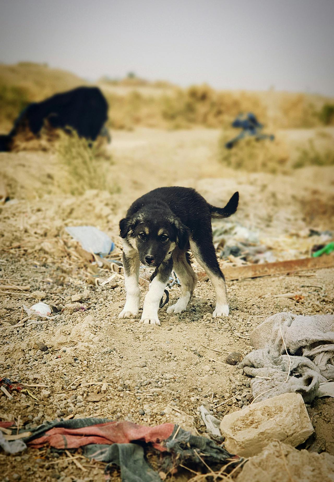 Perro en un basurero